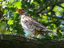 Singdrossel (Turdus philomelos) gibt ein St�ndchen von sich; 130623
