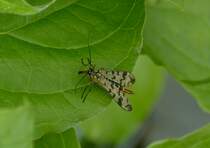 Skorpionsfliegen Weibchen (Panorpa germanica) aufgenommen am 15.06.2013.