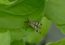 Skorpionsfliegen Weibchen (Panorpa germanica) aufgenommen am 15.06.2013.