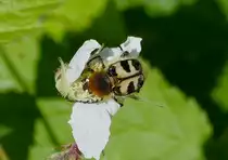 Geb�nderter Pinselk�fer auf einer Bl�te, aufgenommen am 16.06.2013.