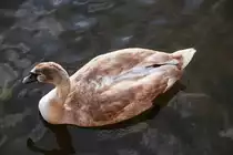 Jungschwan im M�ggelsee (BERLIN/Deutschland, 15.11.2009)