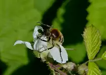  Geb�nderter Pinselk�fer auf einer Bl�te, aufgenommen am 16.06.2013.