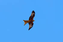 Milan auf Beutesuche. - 13.04.2013