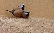 Grtelgrasfink, (Poephila cincta). Australien. Foto:Zoologischer Garten Berlin, Juni 2013