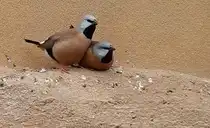 G�rtelgrasfink, (Poephila cincta). Australien. Foto:Zoologischer Garten Berlin, Juni 2013