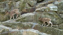Sibirische Steinbcke. Die Jungtiere bewegen sich im Fels als ob sie Saugnpfe an den Fen htten.... Foto:Zoologischer Garten Berlin, Juni 2013