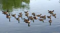 Kanadagans-Grofamilie auf dem Nordparkteich (Gladbeck, NRW - Juni 2013)