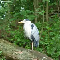 Graureiher in Lauerstellung auf dem Nordparteich (Gladbeck, NRW - Juni 2013)