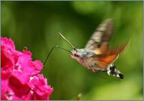Ein Taubenschwnzchen bei der Nahrungsaufnahme.
(30.06.2013)