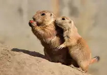 Schwarzschwanz-Pr�riehunde 