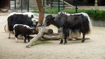Hornloser Hausyak, (Bos mutus f. grunniens). China, Indien. Yaks werden auch als Haustiere gehalten. Sie liefern Milch, Fleisch, Wolle, Leder und Brennmaterial (getrockneten Kot). Foto:Zoologischer Garten Berlin, Juni 2013
