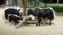 Hornloser Hausyak, (Bos mutus f. grunniens). China, Indien. Yaks werden auch als Haustiere gehalten. Sie liefern Milch, Fleisch, Wolle, Leder und Brennmaterial (getrockneten Kot). Foto:Zoologischer Garten Berlin, Juni 2013