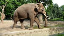  Victor , der einzige mnnliche asiatische Elefant im Zoologischen Garten Berlin. Geboren wurde Victor am 23.10.1993 in Israel. Foto:Zoologischer Garten Berlin, Juni 2013