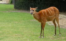 Westliches Sitatunga, (Tragelaphus spekii gratus). Mittleres sdliches Afrika. Foto:Zoologischer Garten Berlin, Juni 2013