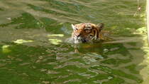 Katzen sind wasserscheu? Hinterindischer Tiger, (Panthera tigris corbetti) bei einem erfrischendem Bad. Foto:Zoologischer Garten Berlin, Juni 2013 