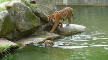 Hinterindische Tiger, (Panthera tigris corbetti). Foto:Zoologischer Garten Berlin, Juni 2013