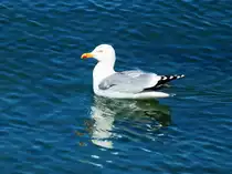 Schwimmende M�we in der Ostsee bei Puttgarden. - 05.06.2013