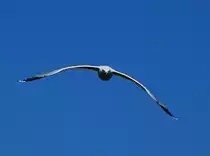 M�we auf Anflug auf den Fotografen, ich bin scheinbar dem Nachwuchs zu nah gekommen. Puttgarden - 05.06.2013