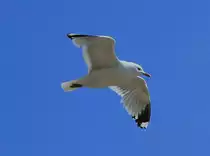 M�we im Gleitflug �ber der Ostsee bei Puttgarden. - 12.06.2013