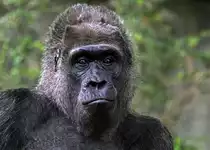 Fatou...56 Jahre junger Flachland-Gorilla aus dem Zoo Berlin.