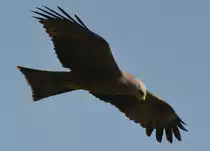 Ein Milan im Flug �ber dem Vierwaldst�dter See bei Merlischachen/Schweiz. Auf dem Weg, um Fisch zu holen. Beobachtet am 17.06.2013.