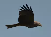 Ein Milan im Flug �ber dem Vierwaldst�dter See bei Merlischachen/Schweiz. Auf dem Weg, um Fisch zu holen. Beobachtet am 17.06.2013.