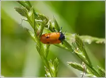 Ameisen-Blattk�fer (Clytra laeviuscula) gesehen am 01.07.2013.