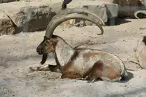 Kreta-Bezoarziege am 30.3.2008 in der Wilhelma.