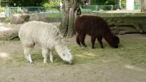 Alpaka. (Lama guanicoe f pacos). Alpakas wurden schon vor mehr als 2000 Jahren von den Indios in Peru als Haustiere gehalten. Sie liefern Wolle in bester Qualitt. Die Tiere werden in Abstnden von 1 bis 2 Jahren geschoren. Ab dem 5. Lebensjahr kann der Jahresertrag ber drei Kilo Wolle betragen. (s. auch mein Foto #13944) Foto: Juni 2013, Zoologischer Garten Berlin