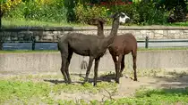 Alpaka. (Lama guanicoe f pacos). Alpakas wurden schon vor mehr als 2000 Jahren von den Indios in Peru als Haustiere gehalten. Sie liefern Wolle in bester Qualit�t. Die Tiere werden in Abst�nden von 1 bis 2 Jahren geschoren. Ab dem 5. Lebensjahr kann der Jahresertrag �ber drei Kilo Wolle betragen. Zwei Alpakas hier im  Soomerlook . (s. auch mein Foto #13943, eine Woche vor diesem Foto) Foto: Juli 2013, Zoologischer Garten Berlin
