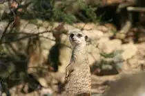 Erdm�nnchen auf Beobachtungsposten. Wilhelma 30.3.2008