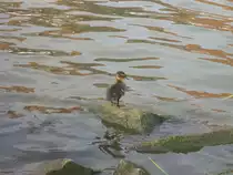Stockenten-K�cken gesehen an der Regnitz in Bamberg 07.07.2013
