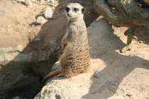 He was gugst Du! Erdmnnchen in der Wilhelma 30.3.2008