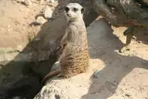 He was gugst Du! Erdm�nnchen in der Wilhelma 30.3.2008