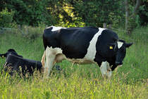 Khe  Schwarz-Wei  auf einer Weide in Eu-Schweinheim - 03.06.2013