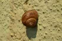 Ob ich wen gesehen habe? Messner Reinhold???? Warte mal.....mmmmh...klar der ist vor sechs Tagen an mir vorbei ins Basislager gezogen......und wenn du es nicht glaubst, dann frag doch einfach mal den Yeti....der hat ihn auch gesehen...
Weinbergschnecke an einer St�tzwand in Neckargerach. Sonntag 7.7.2013