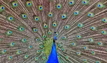 Pfau