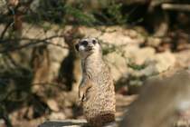 Ist da oben jemand? Erdmnnchen auf Beobachtungsposten. Wilhelma 30.3.2008