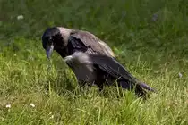 Nebelkr�he; 06.07.2013 Dresden