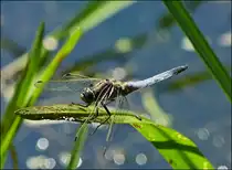 . Landung in extremis gegl�ckt f�r das M�nnchen des Gro�en Blaupfeils (Orthetrum cancellatum). 08.07.2013 (Jeanny) 