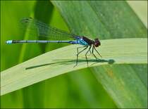 . Mnnchen des Groen Granatauges (Erythromma najas) fotografiert in der Nhe der Misresbrck am 08.07.2013. (Jeanny)      