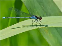 . M�nnchen des Gro�en Granatauges (Erythromma najas) fotografiert in der N�he der Mis�resbr�ck am 08.07.2013. (Jeanny)      