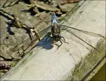 . Das M�nnchen des Gro�en Blaupfeils (Orthetrum cancellatum) sonnt sich am 08.07.2013 auf einem alten Fischerboot in der N�he von Bavigne. (Jeanny)    