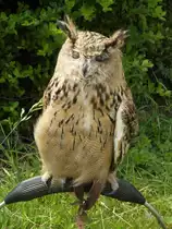 Uhu am 12.Juli 2013 in N�venich bei Famielientag des Jagdbombergeschwader 31  Boelcke .