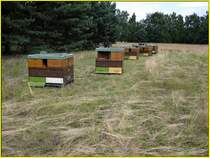 Bienenstcke auf dem renaturierten Gelnde des ehemaligen US Army Berlin Schieplatz  Keerans Range  am Kronprinzessinnenweg in Berlin-Zehlendorf. Dort wo frher die Kugeln pfiffen summen heute die Bienen. Foto:Juni 2013