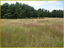 Bienenst�cke auf dem renaturierten Gel�nde des ehemaligen US Army Berlin Schie�platz  Keerans Range  am Kronprinzessinnenweg in Berlin-Zehlendorf. Heute hat die Natur l�ngst wieder die �berhand �ber das 25 Hektar gro�e Gel�nde gewonnen. Die Bienen finden hier Kiefernwald und eine gro�e Wildkr�uterwiese. Das Gel�nde wurde in den 1990 Jahren von Munitionsresten ges�ubert und kann heute durchwandert worden. Wer die Geoposition betrachtet wird feststellen, das es sich bei dem Gel�nde auch um den vor dem 2.Weltkrieg geplanten Bauplatz f�r die AVUS-S�dkehre handelt. (Sehr sehenswerte Seite >in Englisch< mit vielen 
Fotos: http://www.berlin-brigade.de/us-ins/keerans-range.html ) Foto:Juni 2013