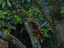 Ein Eichh�rnchen wurde hier bei seiner Futtersuche auf einem Kirschbaum im Garten fotografiert.
Das Foto entstand am 14.Juli 2013.
