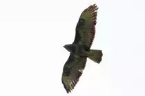 Der M�usebussard flog unverhofft �ber mich hinweg.
Mein Hals tat mir danach weh.6.7.2013.