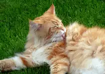 So mal ein aktuelles Bild vom Norwegischen Waldkater  LEO  der sich bei diesem sch�nen Wetter drau�en entspannt :D