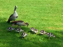 Deutschland, Rheinland-Pfalz, Eifelkreis Bitburg-Pr�m, Bernkastel-Kues, Nilg�nsepaar mit Nachwuchs beim Essen am linken Moselufer, 14.07.2013